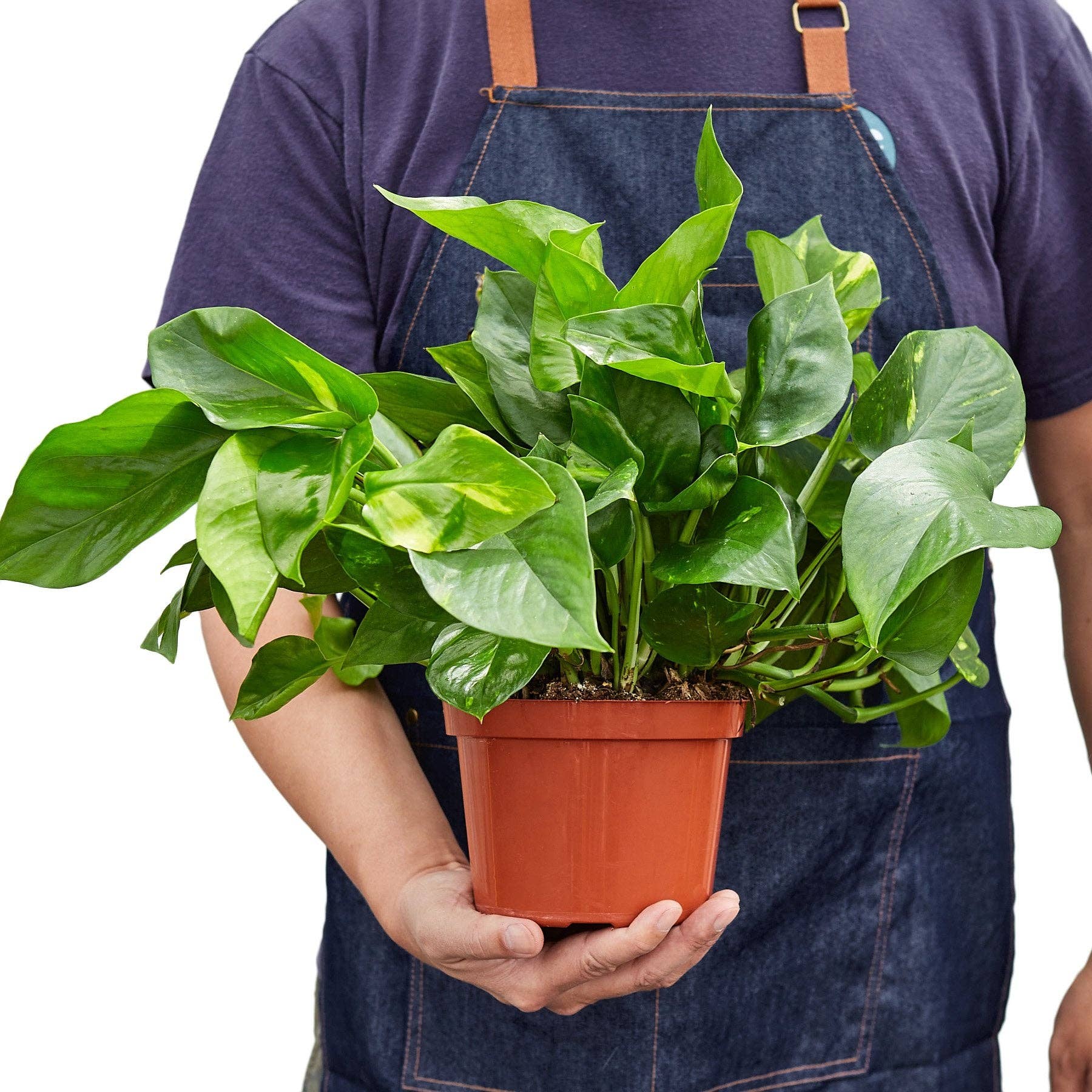 Golden Pothos 'Devil's Ivy' Live Plant