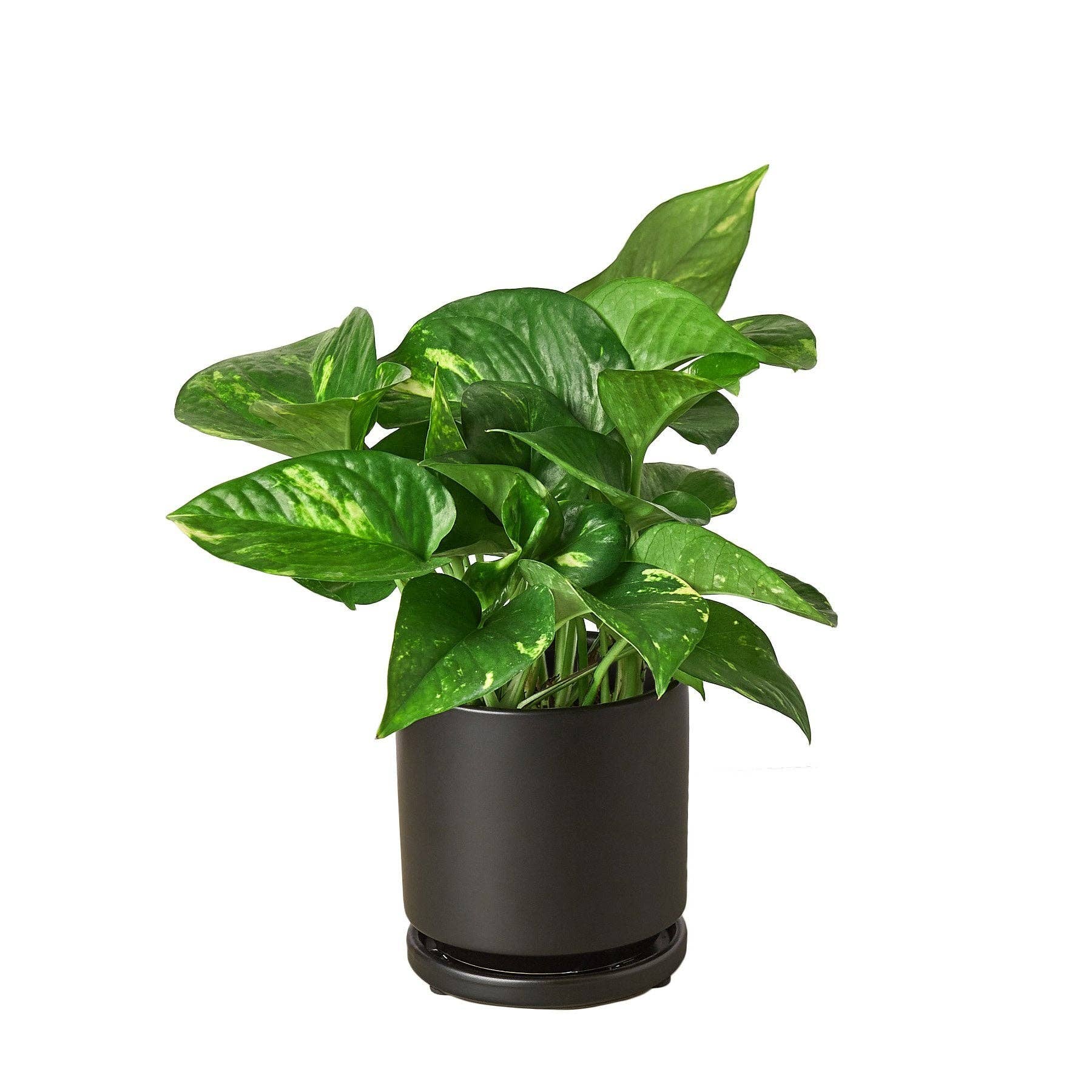 Golden Pothos 'Devil's Ivy' Live Plant