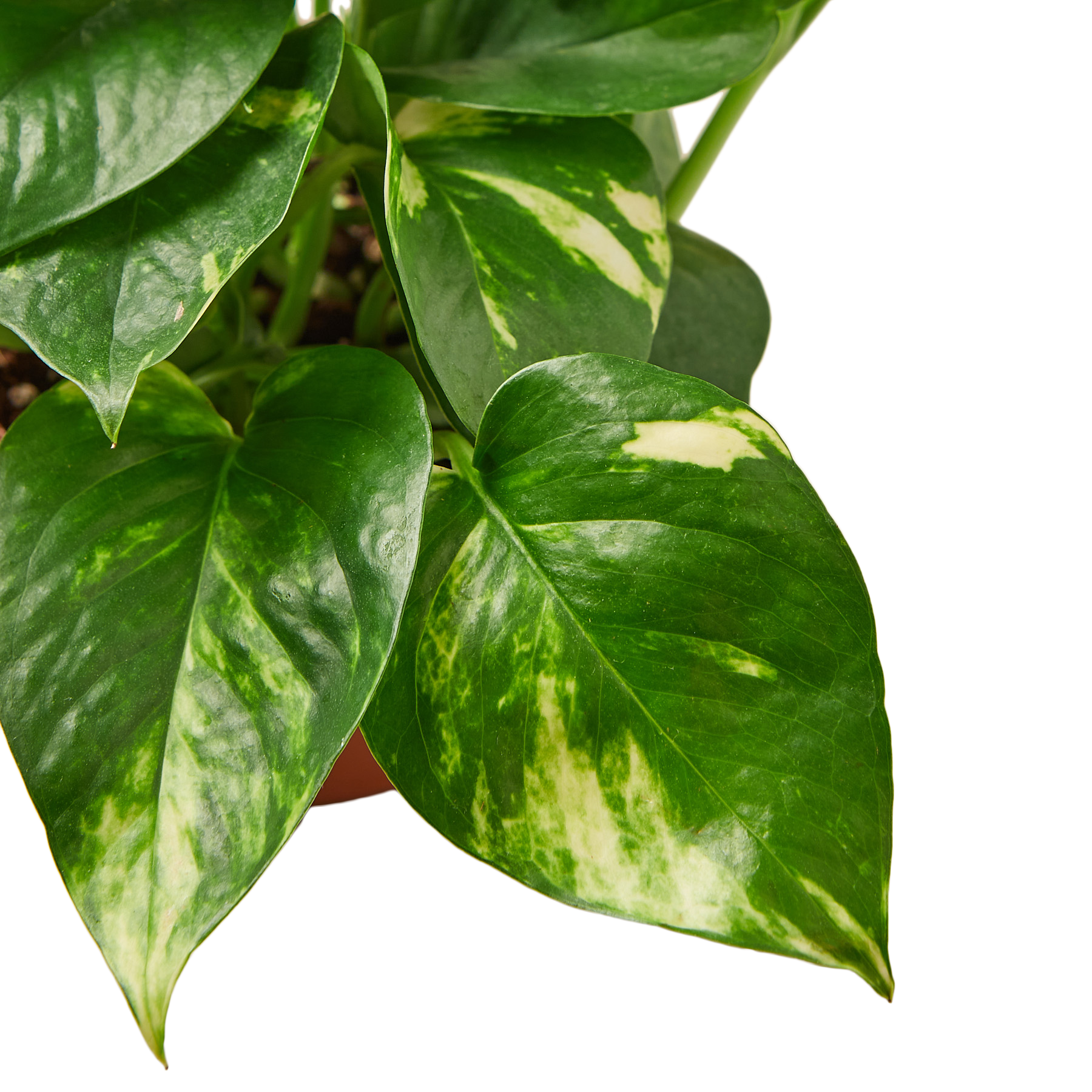 Golden Pothos 'Devil's Ivy' Live Plant