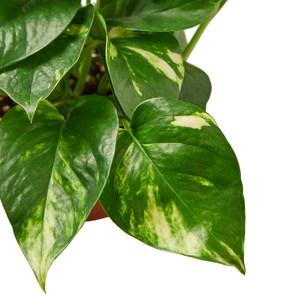 Golden Pothos 'Devil's Ivy' Live Plant