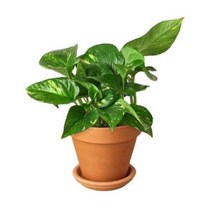 Golden Pothos 'Devil's Ivy' Live Plant