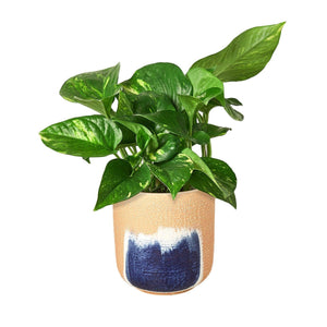 Golden Pothos 'Devil's Ivy' Live Plant