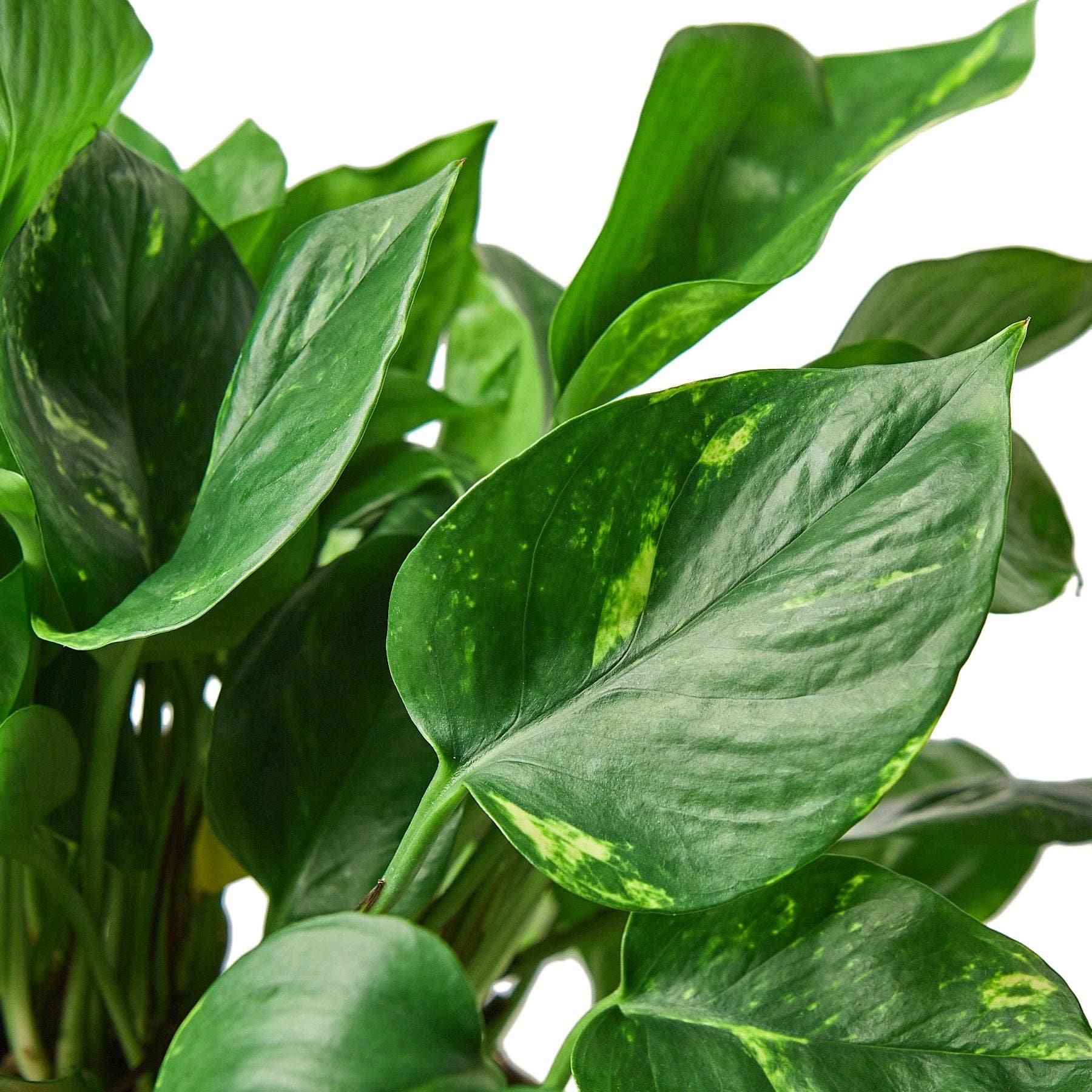 Golden Pothos 'Devil's Ivy' Live Plant