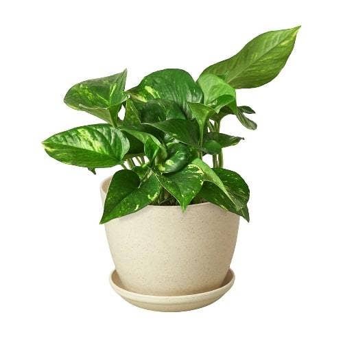 Golden Pothos 'Devil's Ivy' Live Plant