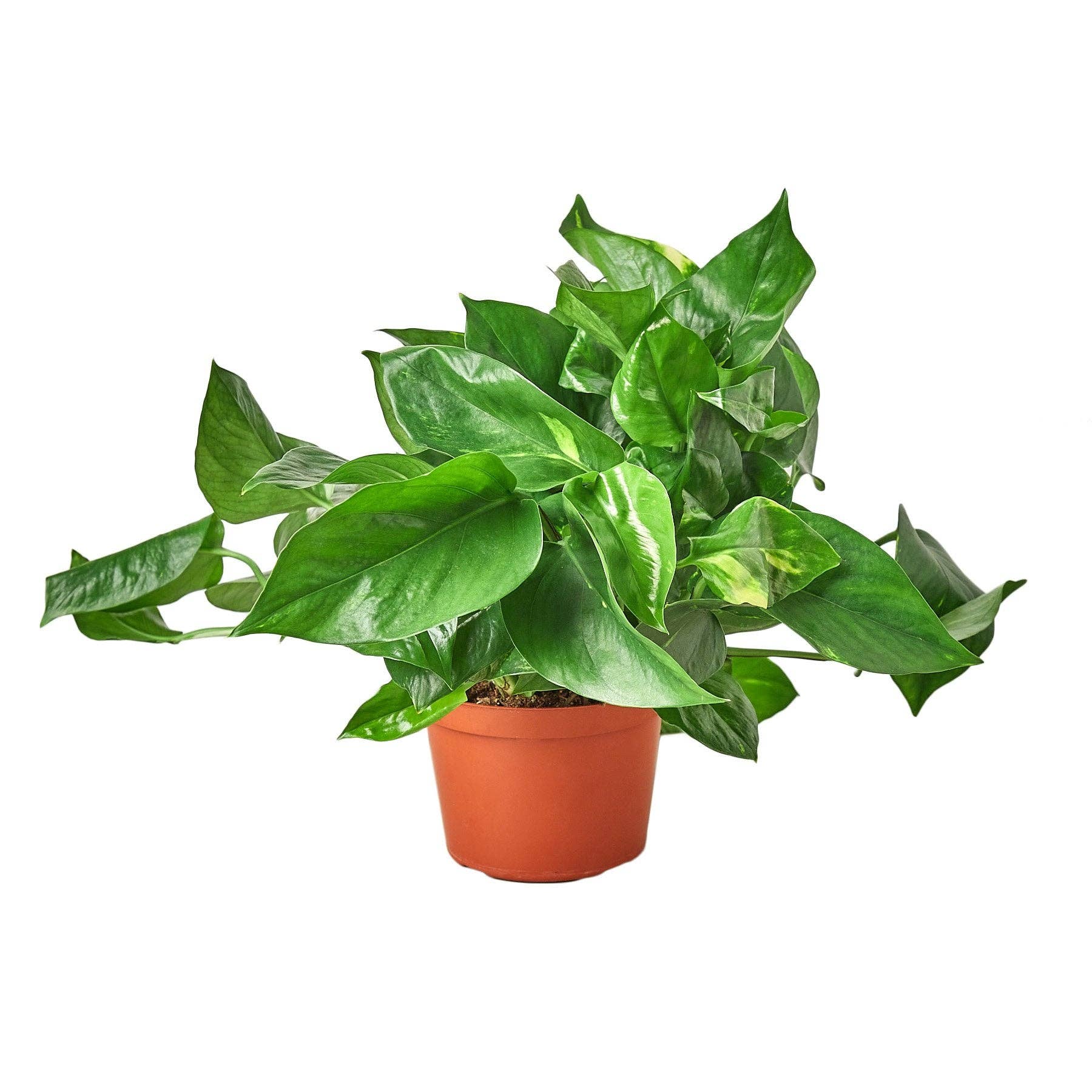 Golden Pothos 'Devil's Ivy' Live Plant