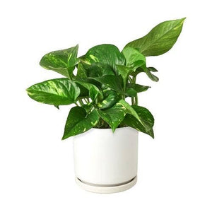 Golden Pothos 'Devil's Ivy' Live Plant