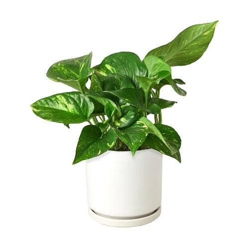 Golden Pothos 'Devil's Ivy' Live Plant