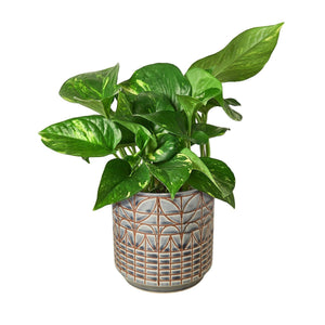 Golden Pothos 'Devil's Ivy' Live Plant