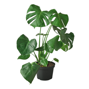 Philodendron Monstera Split-Leaf