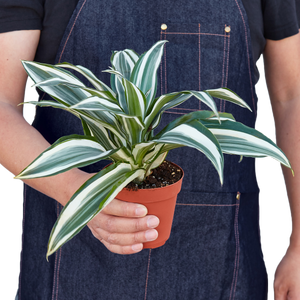 Dracaena Warneckii 'White Jewel'