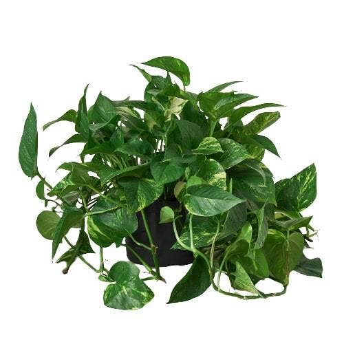Golden Pothos 'Devil's Ivy' Live Plant