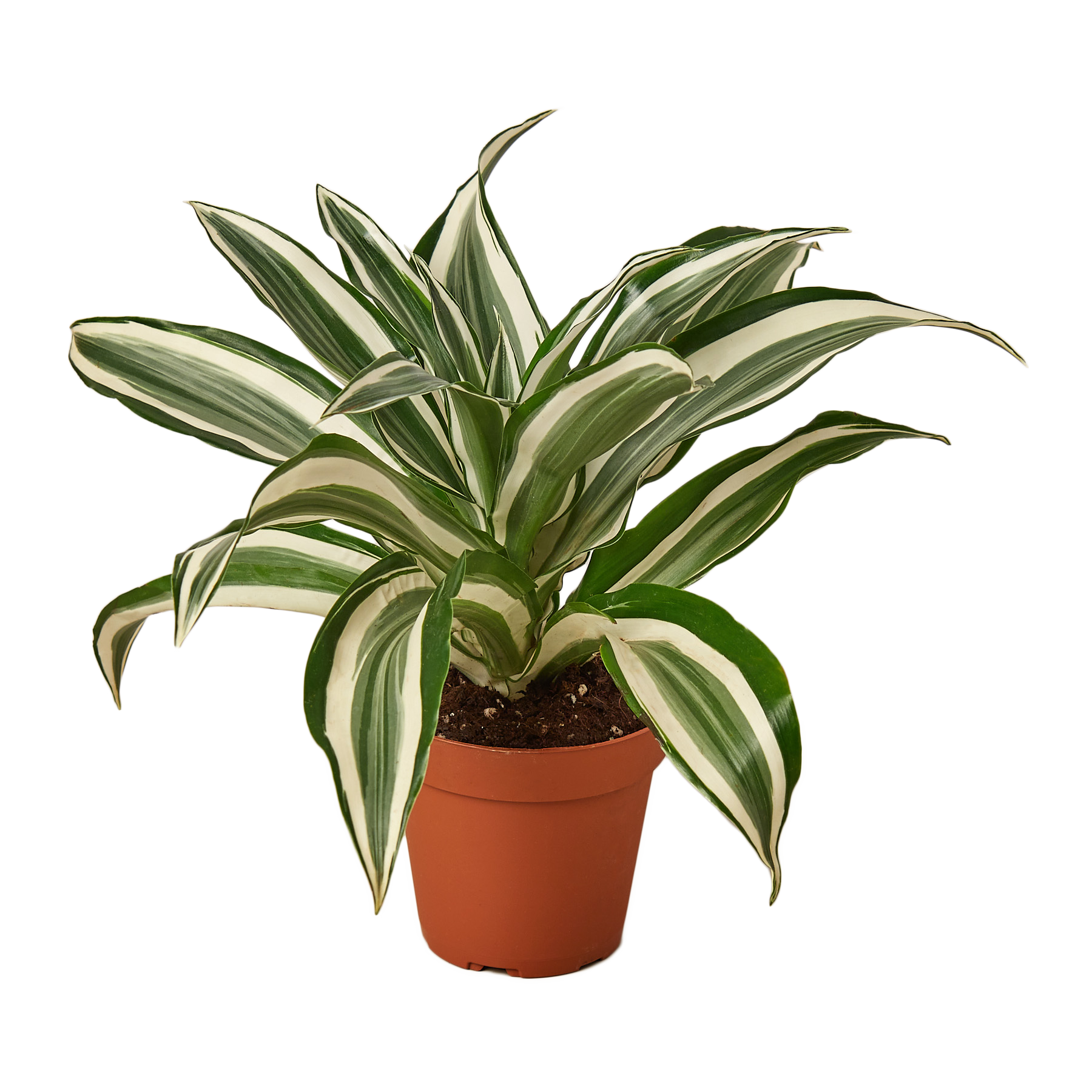 Dracaena Warneckii 'White Jewel'
