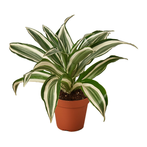Dracaena Warneckii 'White Jewel'
