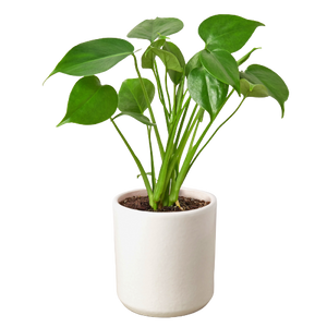 Philodendron Monstera Split-Leaf
